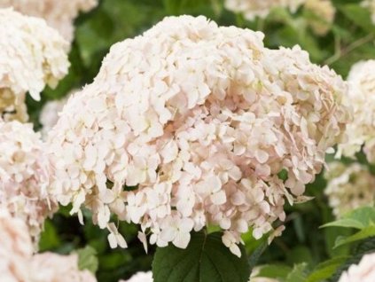 Hortenzia stromčekovitá CANDYBELLE® 'Marshmallow'