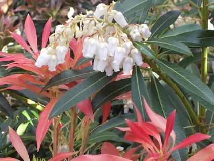 Pieris 'Forest Flame'