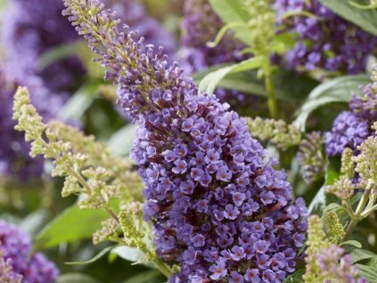 Budleja dávidova Butterfly Candy 'Little Lila'