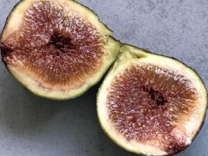 Figovník obyčajný 'Violette Normande'