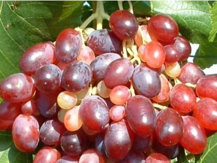 Vinič 'Supernova'