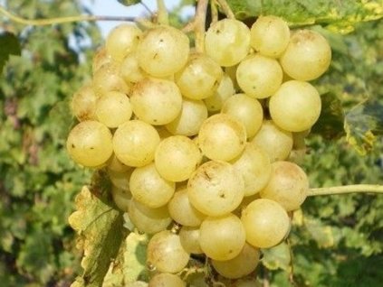 Vinič stolový  'Pomaranč'