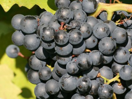 Vinič muštový  'Frankovka'