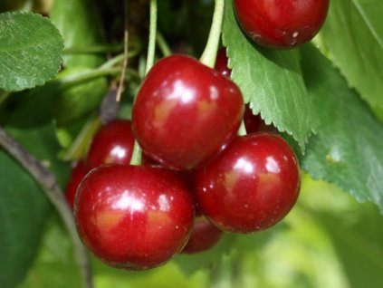 Višňa 'Safir'