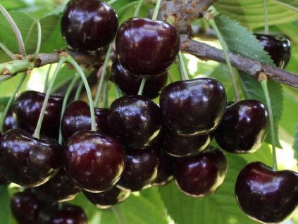 Čerešňa 'Octavia'