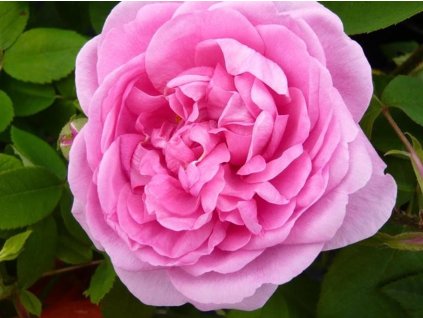 Ruža 'Comte de Chambord' (Balenie špeciálne balenie)