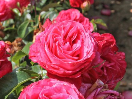 Ruža 'Cherry Lady®' (Balenie špeciálne balenie)