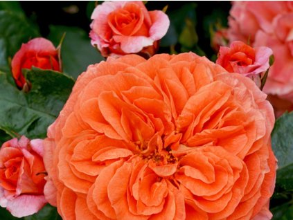 Ruža 'Orangerie®' (Balenie špeciálne balenie)