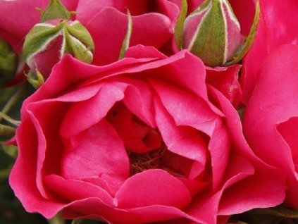 Ruža 'Pink Forest Rose®'