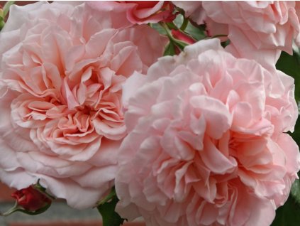Ruža  'Rose de Tolbiac®'