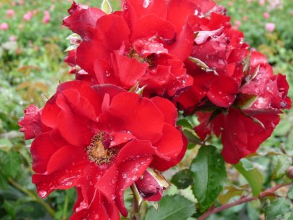 Ruža 'Roter Korsar®'