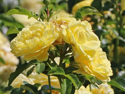 Ruža 'Solero®' (Balenie špeciálne balenie)