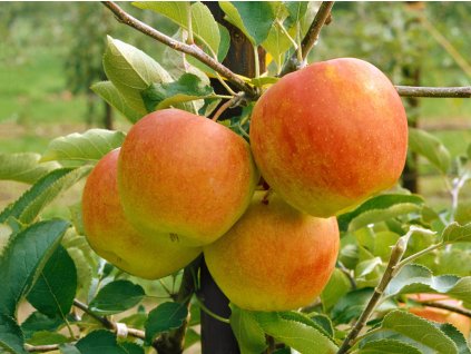 Jabloň stĺpovitá Pomforyou 'Lancelot'