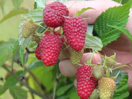 Malina 'Autumn Happy'