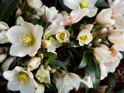 Čemerica 'HGC® Jokrík' - Helleborus 'HGC® Jokrík'