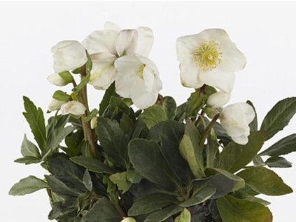 Čemerica 'HGC® John' - Helleborus 'HGC® John'