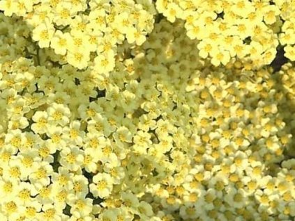 Rebríček obyčajný 'Summer Fruits Lemon' - Achillea millefolium 'Summer Fruits Lemon'