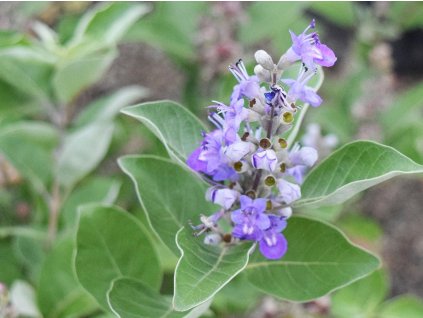 Vitex 'Magical Summertime Blues'