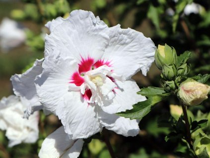 Ibištek sýrsky 'French Point'