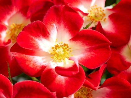 Ruža 'Everglow Ruby'
