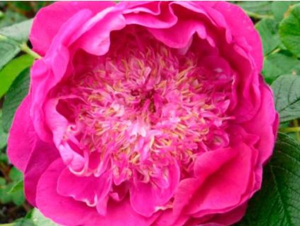 Ruža vráskavá 'Pompon Perfume'