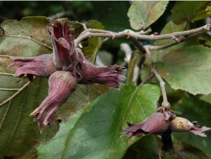 Lieska najväčšia 'Purpurea'