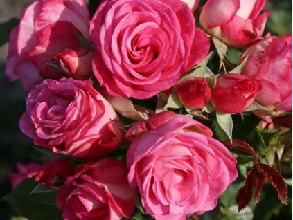 77778 4 stromcekkova ruza xenia