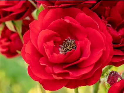 Stromčeková ruža  'Crimson Siluetta®' (Balenie kontajner C5, Tvar kmienok 110cm)
