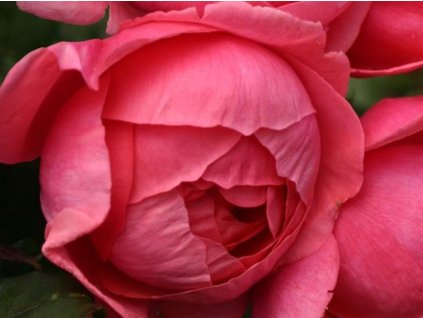 Stromčeková ruža  'Gartenprinzessin Marie-José®' (Balenie kontajner C5, Tvar kmienok 110cm)