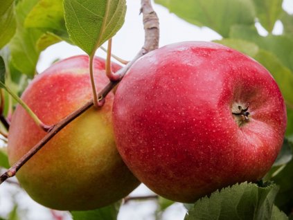 Jabloň stĺpovitá 'Swing'