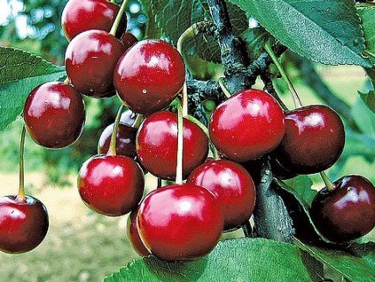 Višňa 'Vackova'