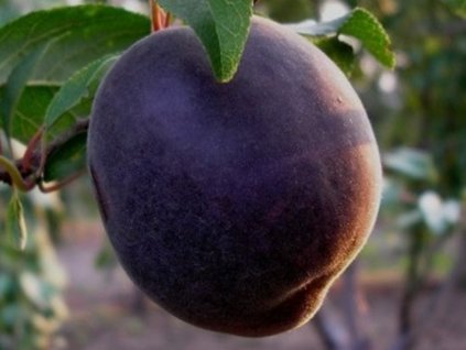 Marhuľa čierna 'Pirate' (Balenie prostokorenný stromček, Podpník myrobalán)