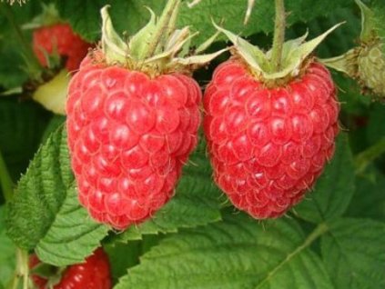 Malina 'Radziejowa'