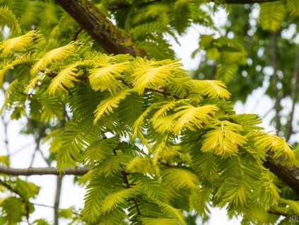 Metasekvoj čínská 'Goldrush'