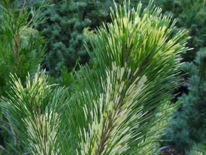 Borovica hustokvetá 'Shiro-nishiki'