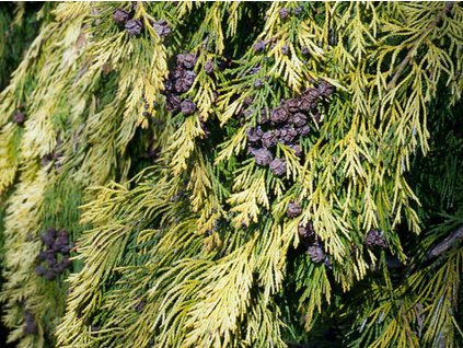 Cypruštek Lawsonov 'Winston Churchill'