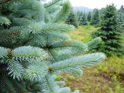 Smrek pichľavý 'Kaibab'