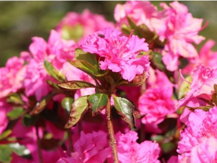 Japonská azalka 'Petticoat®'