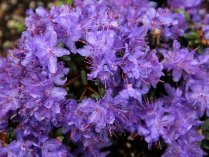 Rododendrón 'Intrifast'