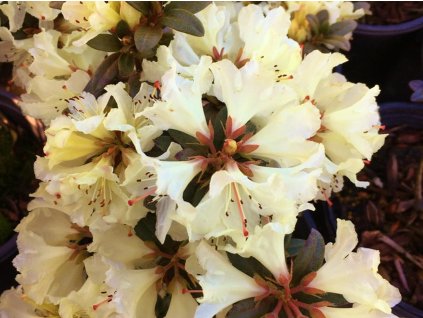 Rododendrón 'Cream Crest'