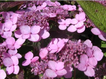 Hortenzia pílovitá var. koreana