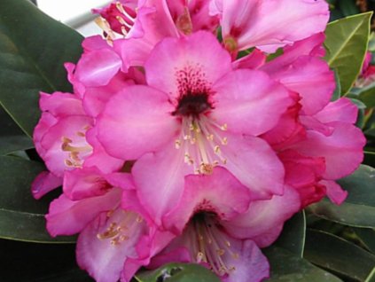 Rododendrón 'Caramba'