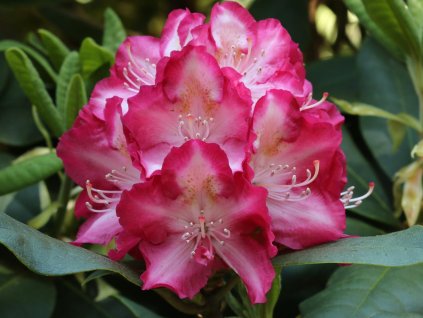 Rododendrón 'Marabu'