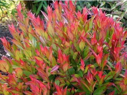 Leucothoe  'Little Flames'