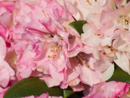 Rododendrón 'Polaris'