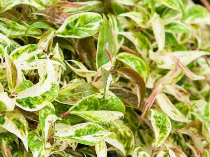 Leucothoe  'Makijaz'