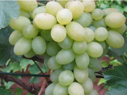 Vinič 'Beogradská'