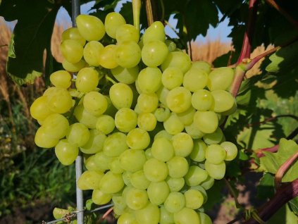 Vinič  'Stela'