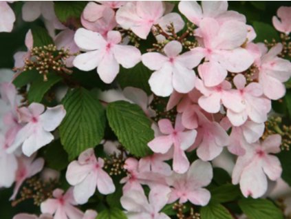 Kalina japonská 'Pink Beauty'