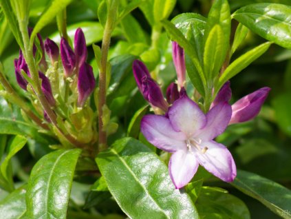 Azaleodendron 'Lavender Milch'